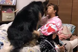 德牧都5岁了，还要女主抱着睡，这家伙是个“妈宝男”吧图片