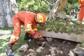 黄果树景区出现一条眼镜蛇，躲在盆景底座下，用杀虫剂逼迫蛇爬出图片