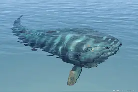 杭州西湖里有一条大鱼最近被捕捞上岸图片