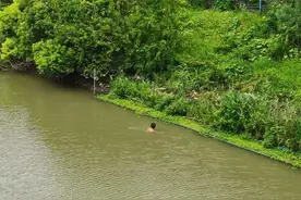 嘉定一男子为尝河鲜脱光光下水去，失了泳裤赤条条不肯上来图片