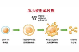 被发现100多年的血小板，竟是这些病的“帮凶”！难怪要体检检测图片