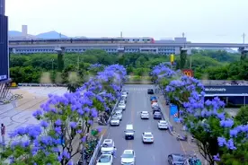 蓝花楹实力圈粉，科学城也有普罗旺斯分斯图片