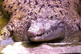 10块钱买鳄鱼当宠物，20年长到200公斤，主人夸它乖巧驯服图片