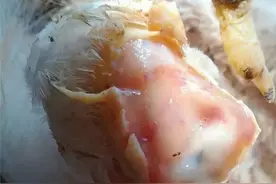 鸡群陆续出现瘫鸡，关节肿胀，滑液囊你还在用强力，泰乐来治疗？图片