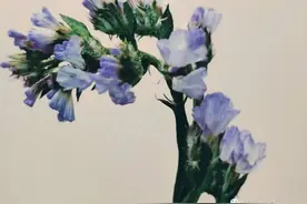 SPRING|勿忘我图片