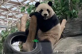 熊猫，绝对有治愈功能的动物明星中的明星图片