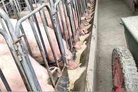养猪场的母猪晚餐场面好壮观图片