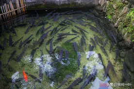 浙江27户人家的小山村，传承600年古法养鱼，将草鱼养到100元一斤图片