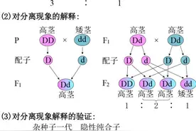 高考生物必考点，遗传定律知识点图片