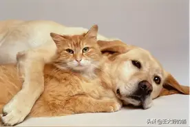 家里养了狗，想再养一只猫，如何让猫咪和狗狗和谐共处呢？图片