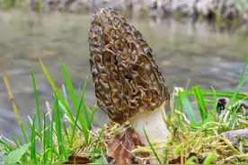云南野生羊肚菌，素中之荤图片