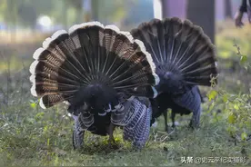 孙子给奶奶买回几只小鸡，长大后尾巴展开像孔雀开屏，看看啥样子图片