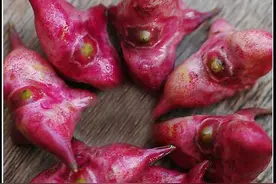 菱角，倒底是长在泥巴里？还是长在树上？图片