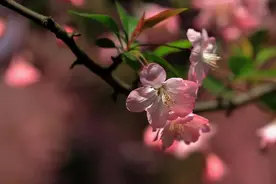 林草科普|中国海棠植物图片