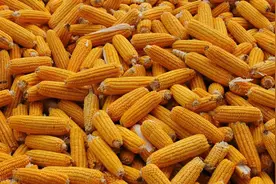 粮价、肉价预测：玉米走强，一只鸡亏2元，羊价低迷，菜价如何？图片