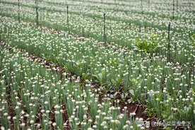 春天不只有油菜花，还有葱花，广西这个镇8万亩葱花开了图片