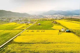 春游江淮请您来｜春到痘姆 油菜花开图片