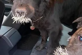 豪猪“喷射”尖刺，击退2只猛犬，惨状让人看了心痛图片