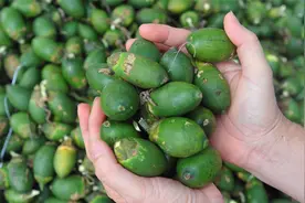 世界公认的“软毒品”槟榔，6000万国人嚼个没完，劝都劝不住图片