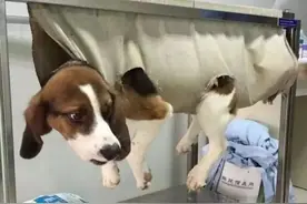 我生于实验室，死于实验室图片