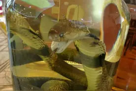 酒变成蛇的洗澡水？毒蛇泡酒一年，开瓶却窜出咬人，为何还没死？图片