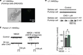 脑科学日报：神经元的特征选择性来自于激活的突触总数图片