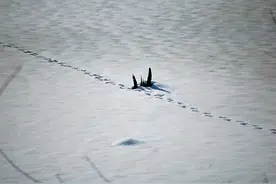 极端大暴雪袭击东北！河流也进入结冰期，野生动物会受灾吗？图片