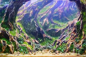 13个鱼缸景观，来自草缸比赛现场，都是60厘米小型鱼缸图片