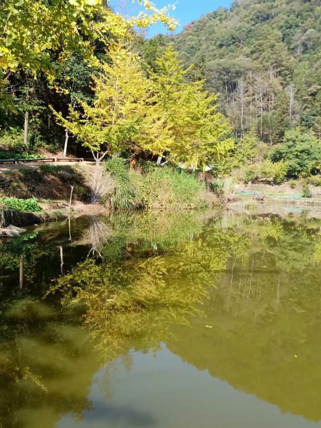 秋风吻尽银杏叶，艳遇醉美帽子峰