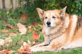 狗狗“临死前”会做这5件事，其实是在和主人告别图片