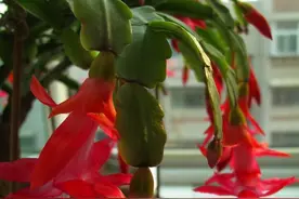 扦插蟹爪兰，三步要记住，成活率更高，长根特别快图片
