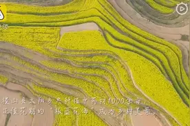 板蓝根的花你见过吗？1000余亩板蓝花铺满梯田图片