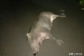 驾车路遇动物，是躲？还是撞？图片