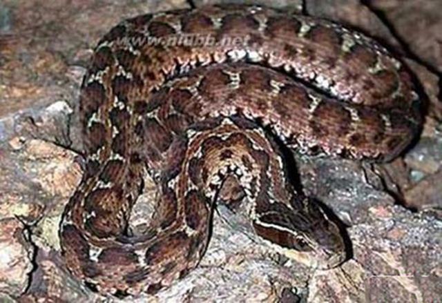 1983年蛇灾前因后果：特大洪水让蛇无家可归，居民以为有天灾发生