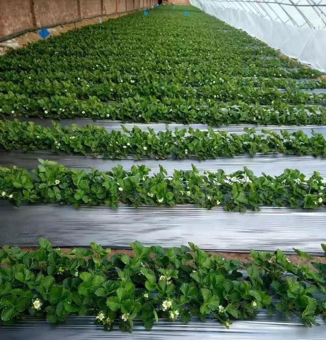 根系好，产量才高！草莓冬季要保根，但很多人不知道这5点