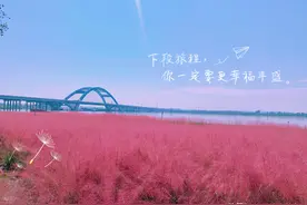 石家庄周边游/滹沱河边的粉黛乱子草图片