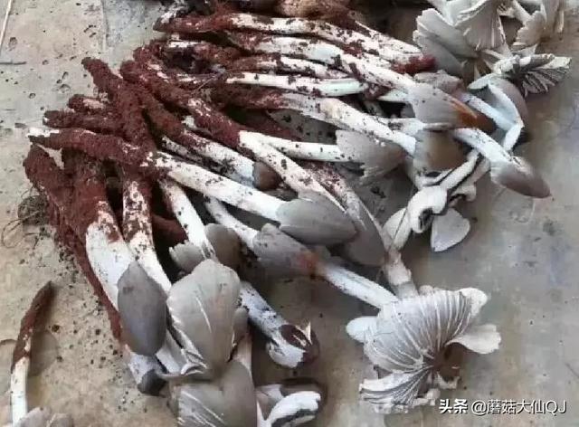 楚雄市南华县舌尖盛宴——菌子大全