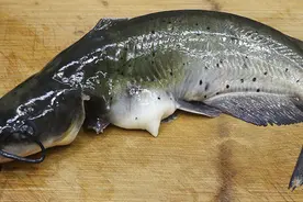 1条钳鱼，加1块豆腐，天冷了就这样吃，嫩滑鲜美，营养又暖和图片