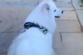 湖南一小区物业抓流浪狗，萨摩仗着牵了绳嘚瑟，保安一转头秒怂图片