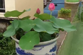 碗莲选对了吗？花很美套路也很多，这些常识越早知道越好图片