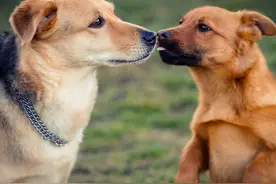 因为成年后认不出母亲，所以狗会近亲繁殖？纯种狗培育有多龌龊？图片