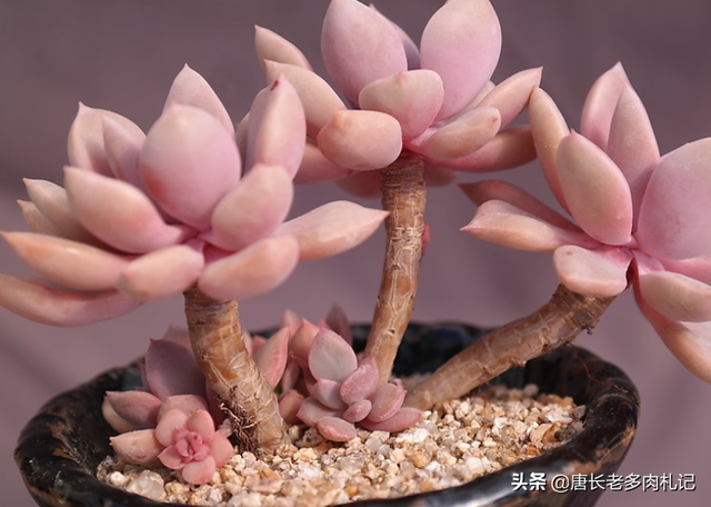 常年粉色的多肉黛比,有这些优点和缺点,了解之后新手都能养好它