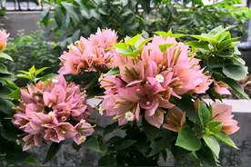 买回来的三角梅盆栽，盆土是潮湿的，为什么三角梅枝条萎蔫了？图片