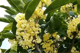 阳台养的桂花盆栽好不容易长出新叶，突然就发黑枯萎脱落了图片