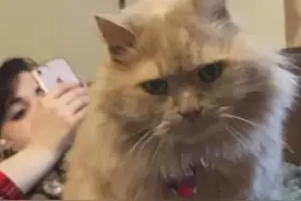 16岁的老猫遭人遗弃，在最后的时光里，幸好遇见了那个“她”图片