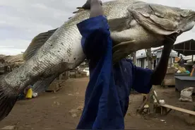 维多利亚湖的悲哀！满心欢喜引进尼罗河鲈，却吃到了400多斤图片