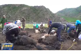 肃南：牧民为牦牛脱“冬衣”图片