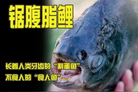 长着人类牙齿的“割蛋鱼”，不食人的食人鱼，锯腹脂鲤图片