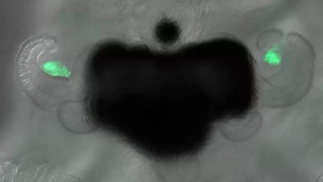 科学家揭秘水下生物的共生关系：借我一个肩膀，还你整片天空