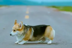 柯基与各类犬种打架，小短腿对战记录图片